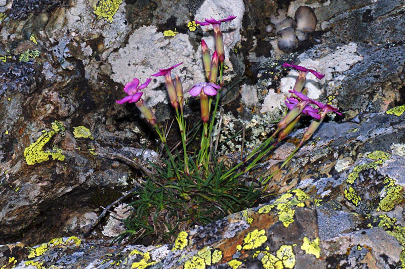 Dianthus morisianus (=D. siculus subsp. tenuifolius/ Garofano di Moris